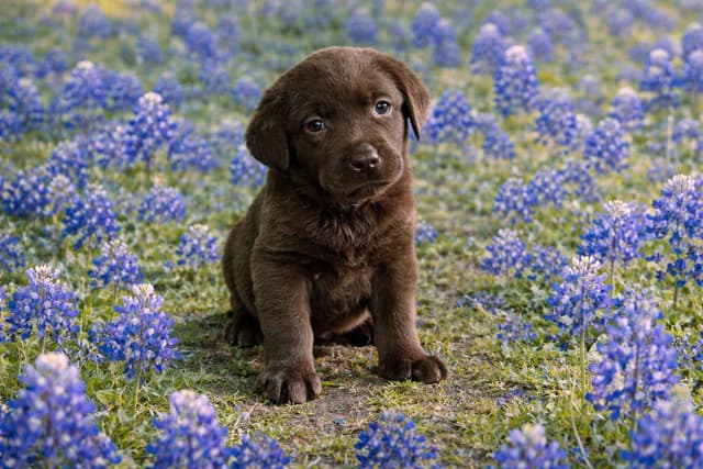Labrador Retriever Puppies media 7