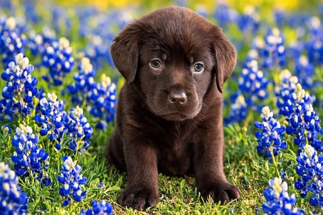 Labrador Retriever Puppies media 10