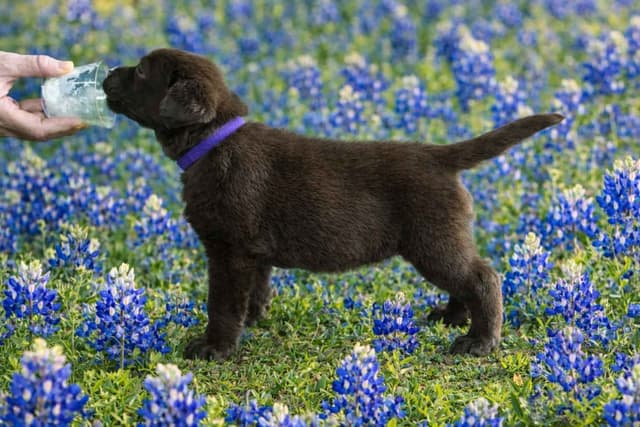 Labrador Retriever Puppies media 11