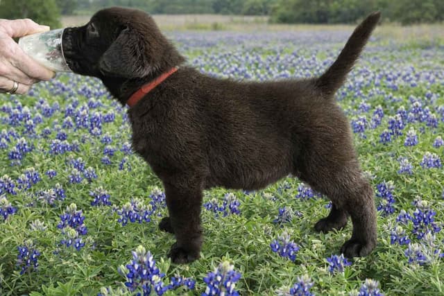 Labrador Retriever Puppies media 12