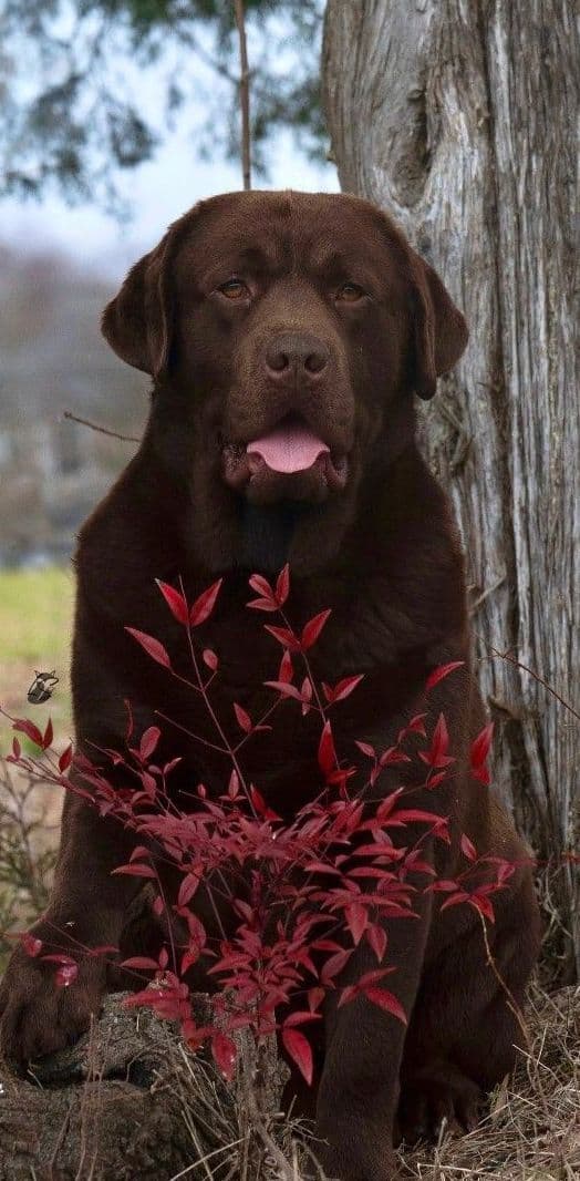 Labrador Retriever Puppies media 14