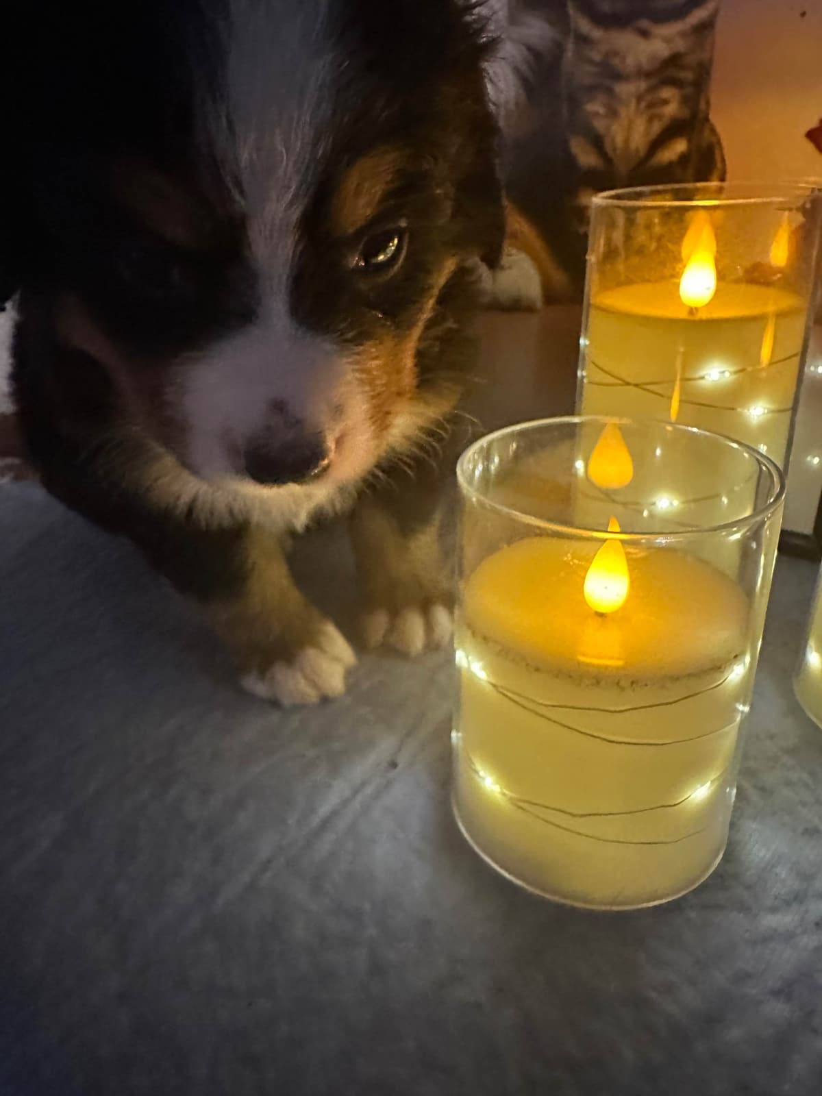 Bernese Mountain Dog Puppies breeder image 3