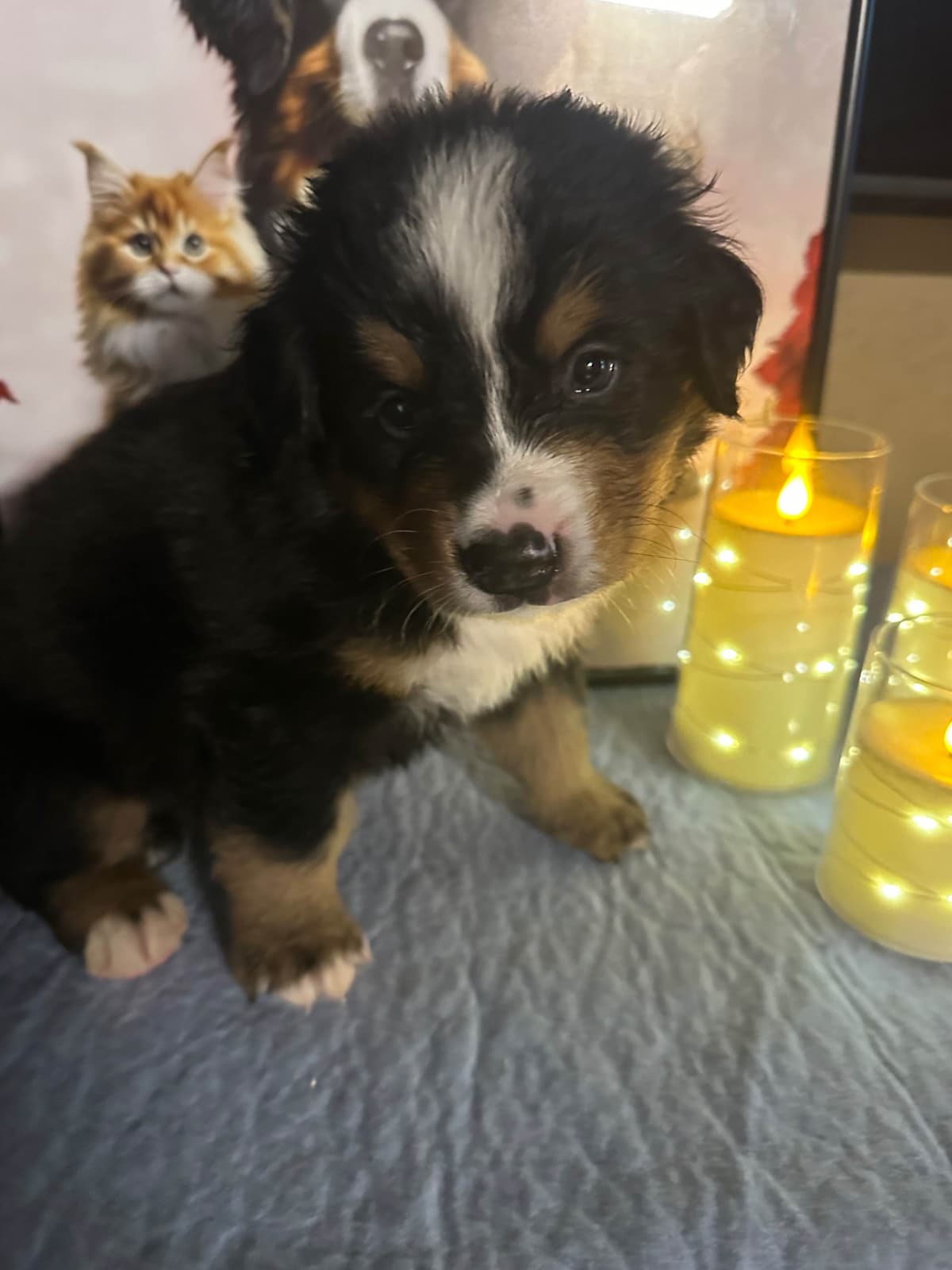 Bernese Mountain Dog Puppies breeder image 4
