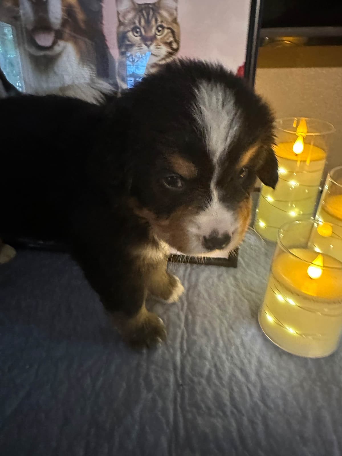 Bernese Mountain Dog Puppies breeder image 7