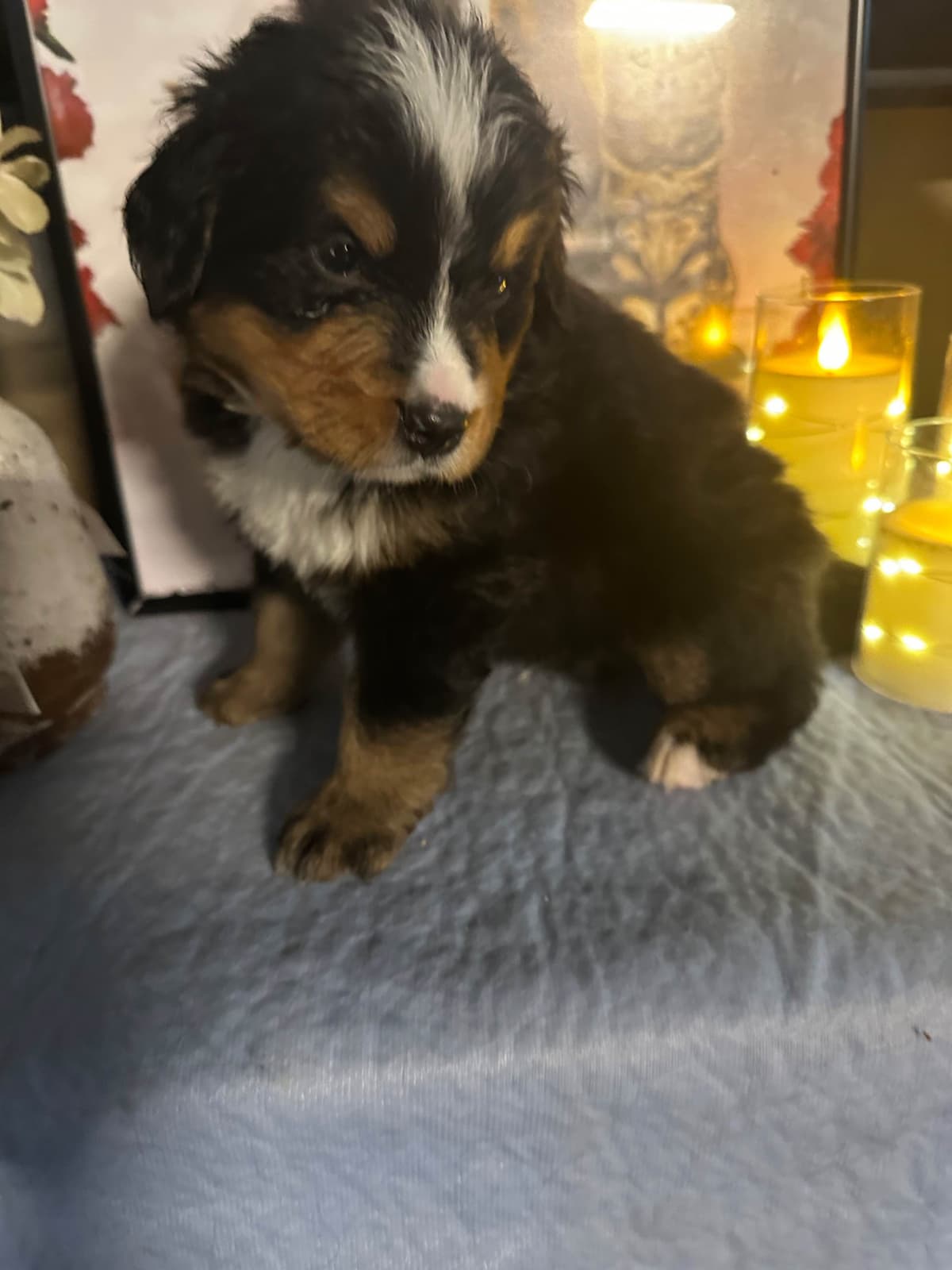 Bernese Mountain Dog Puppies breeder image 5