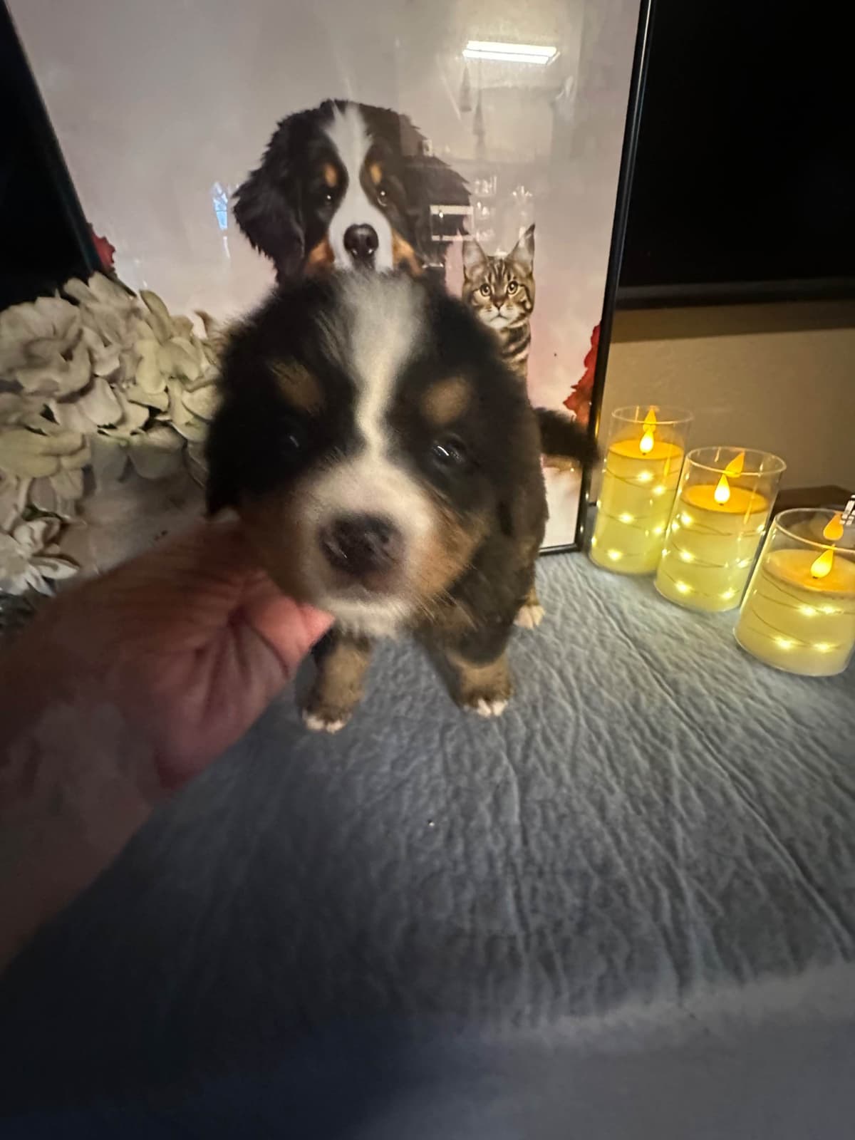 Bernese Mountain Dog Puppies breeder image 6