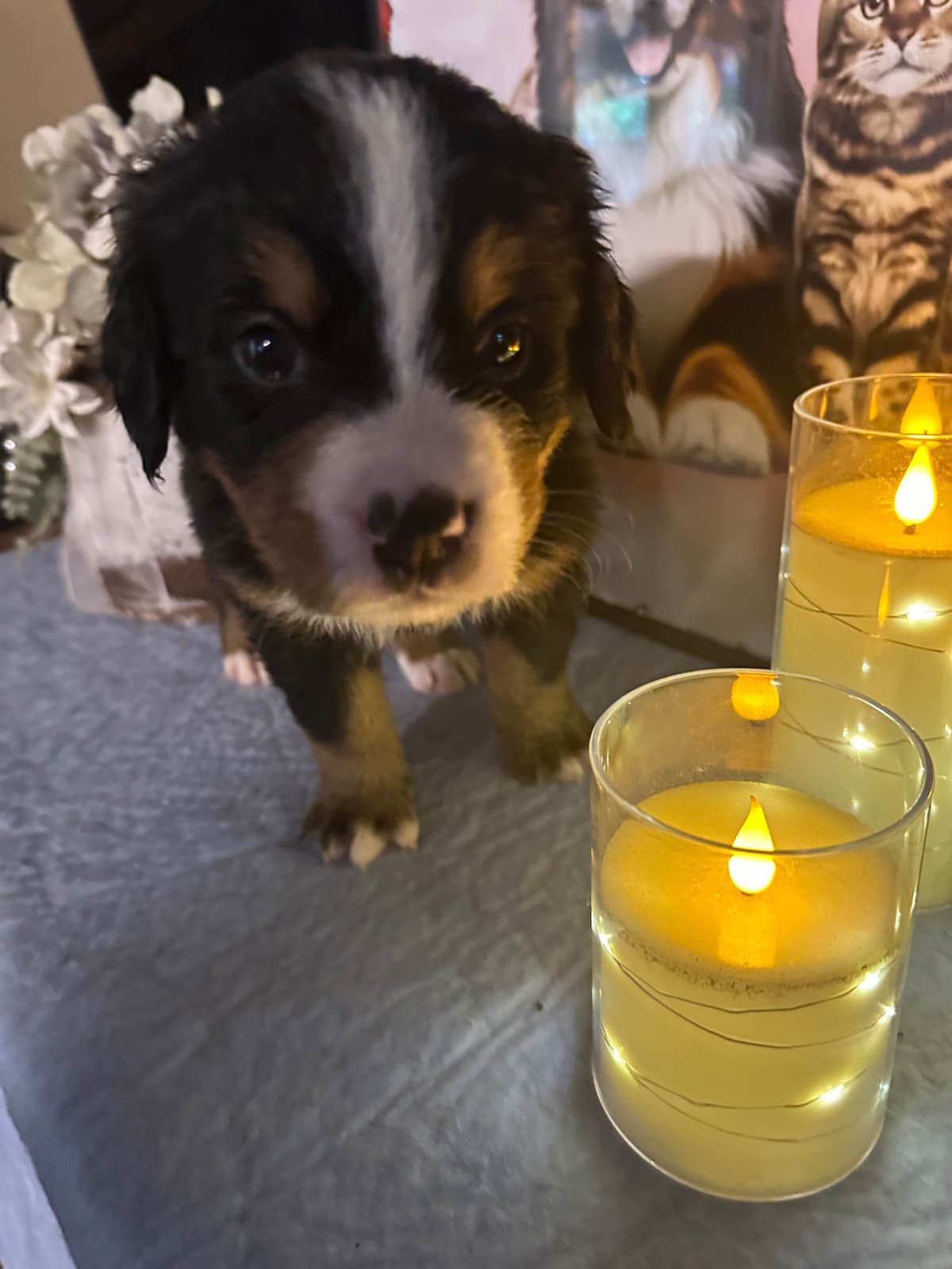 Bernese Mountain Dog Puppies breeder image 9