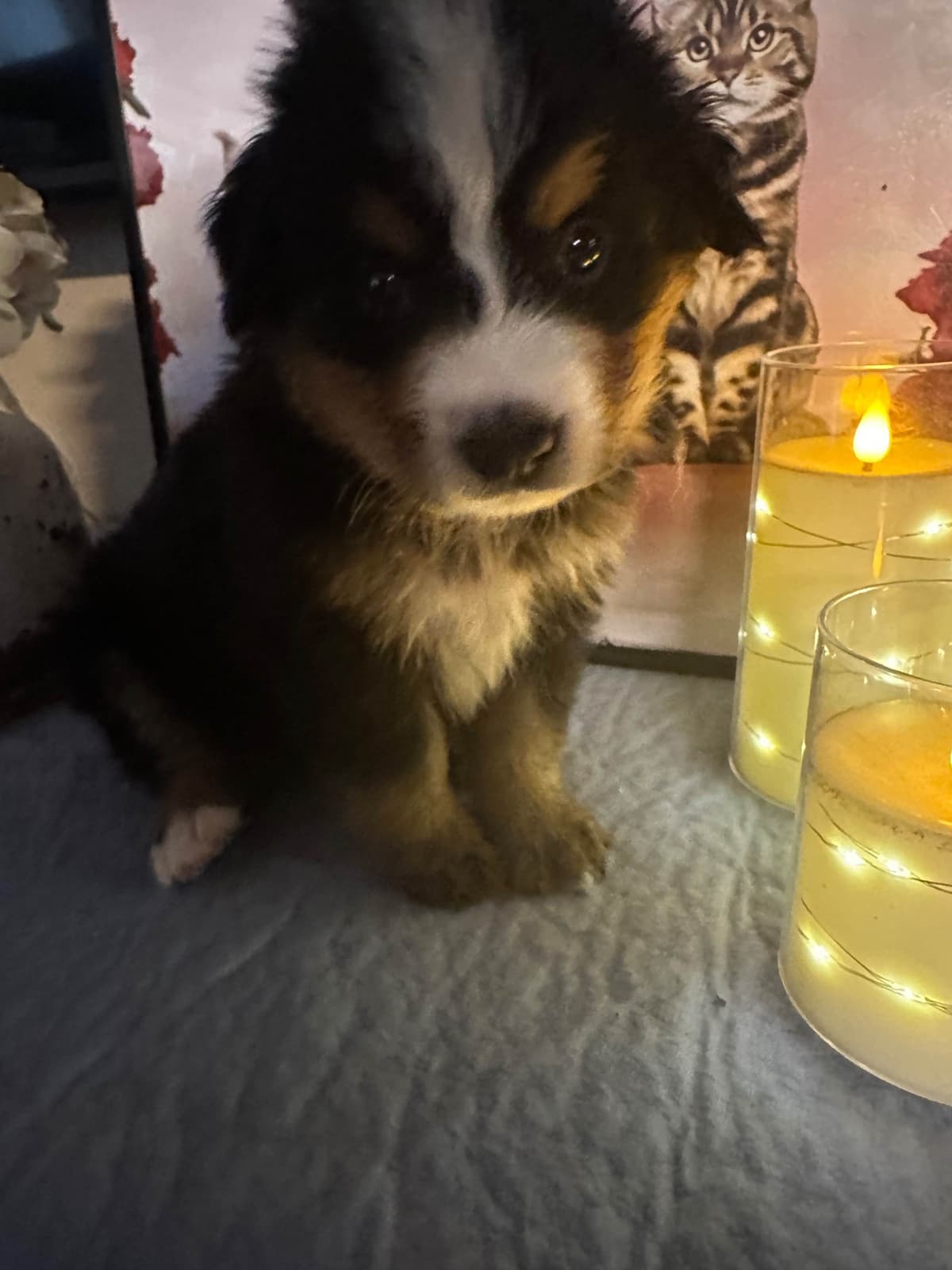 Bernese Mountain Dog Puppies breeder image 8