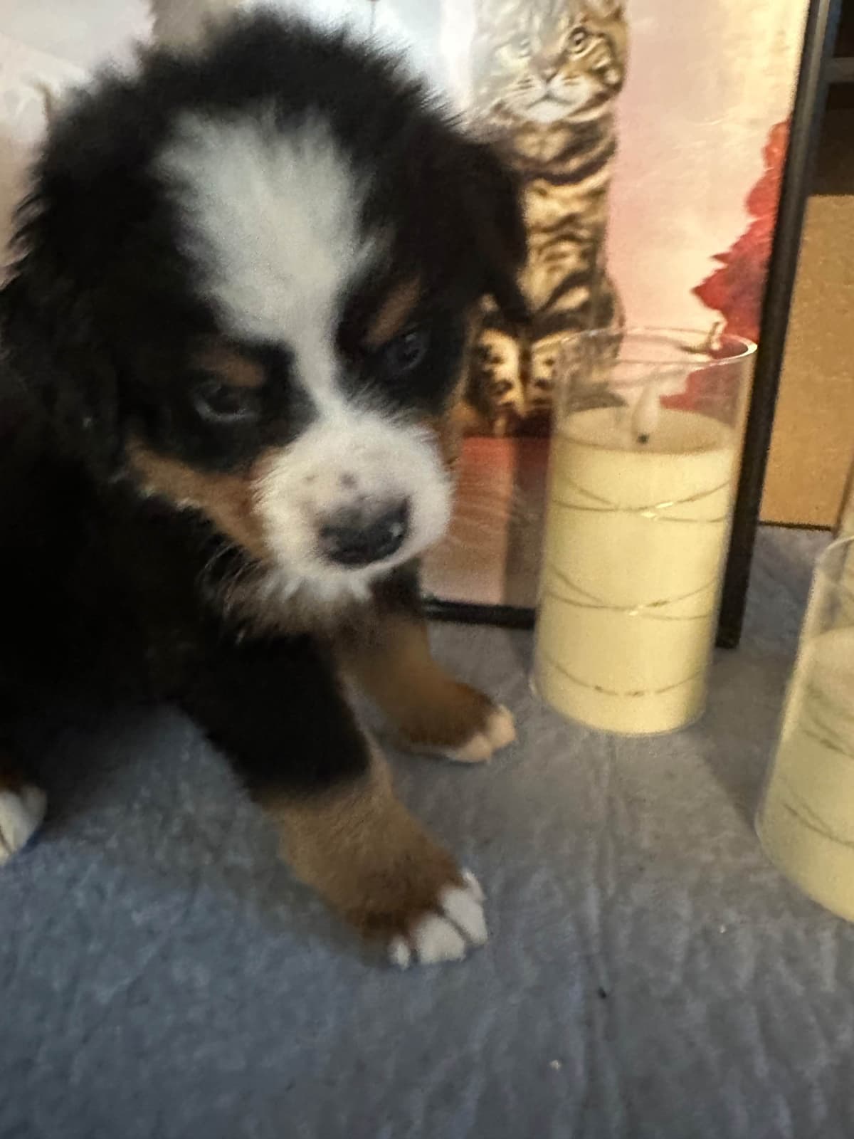 Bernese Mountain Dog Puppies breeder image 10