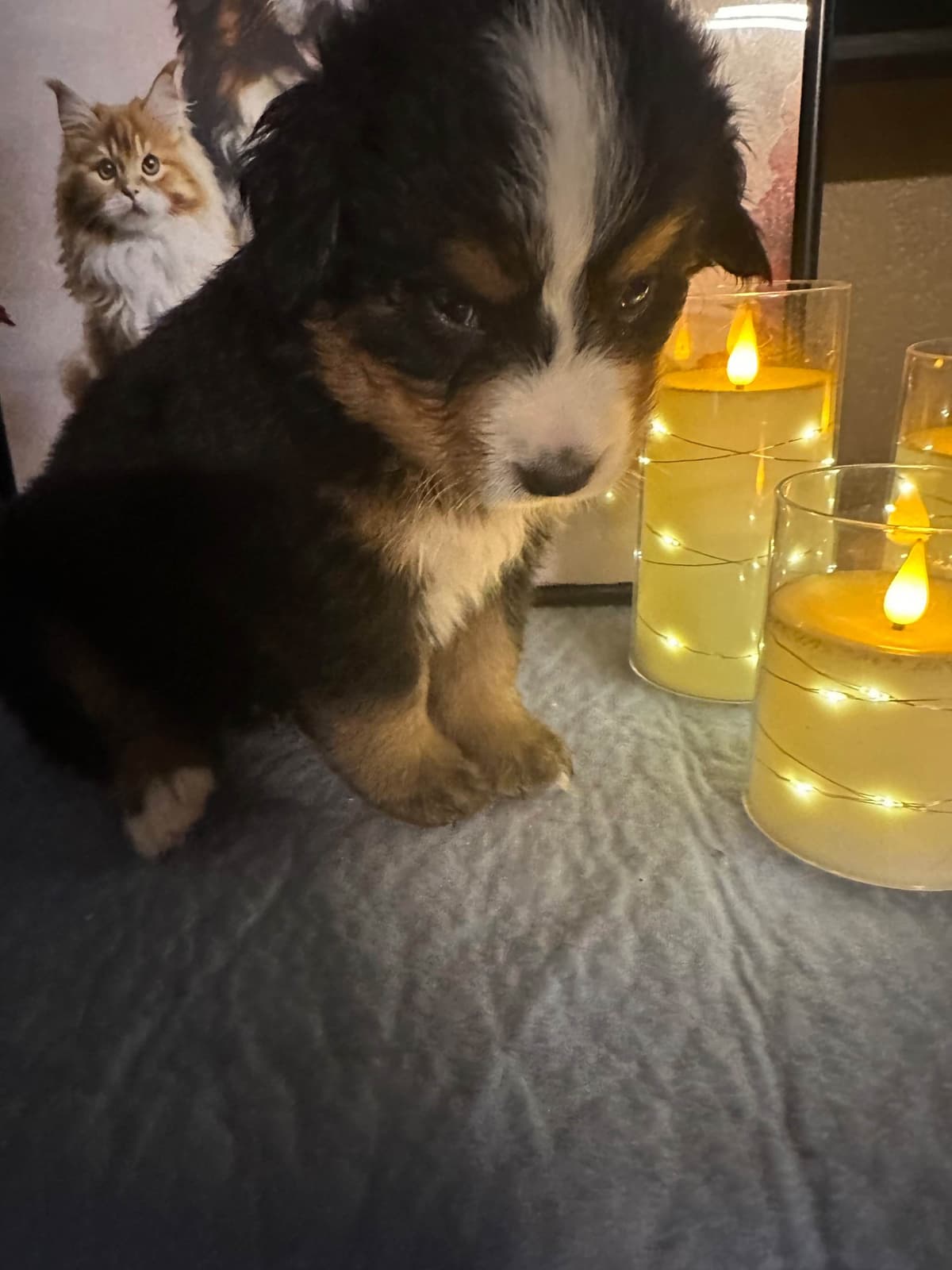 Bernese Mountain Dog Puppies breeder image 11