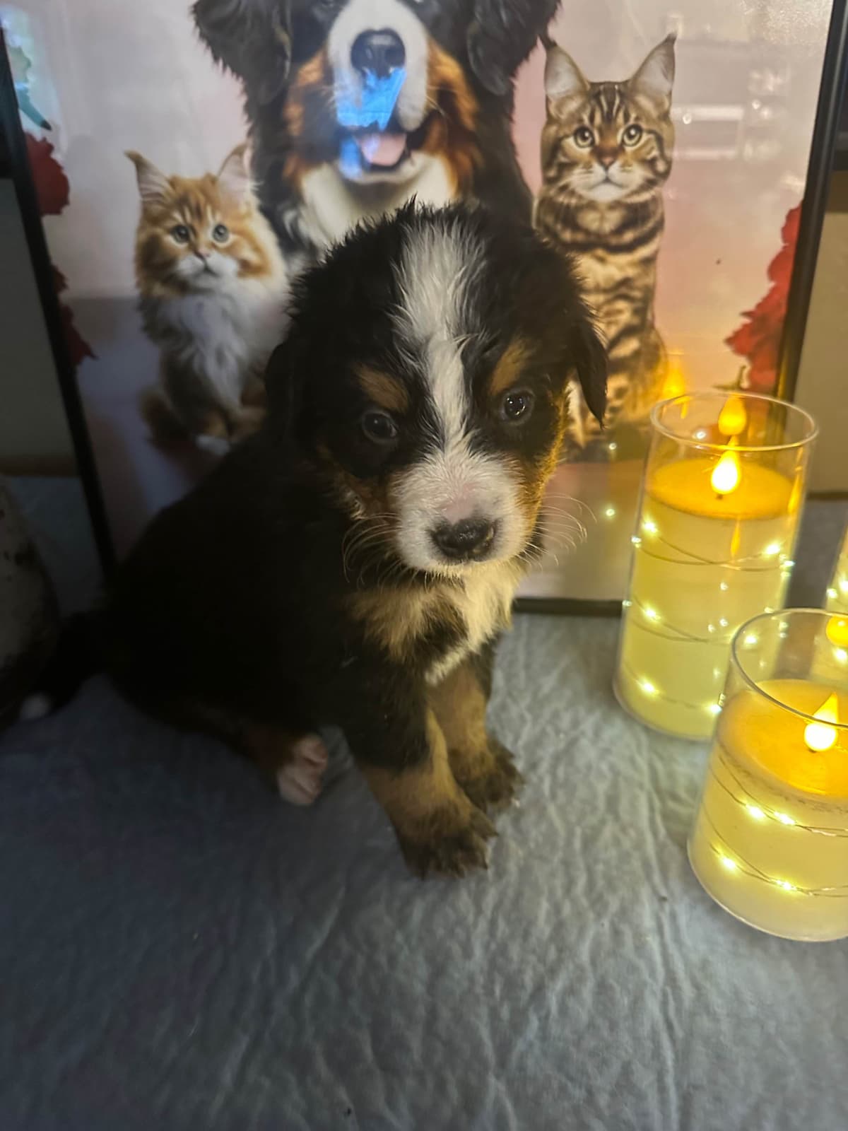 Bernese Mountain Dog Puppies breeder image 14