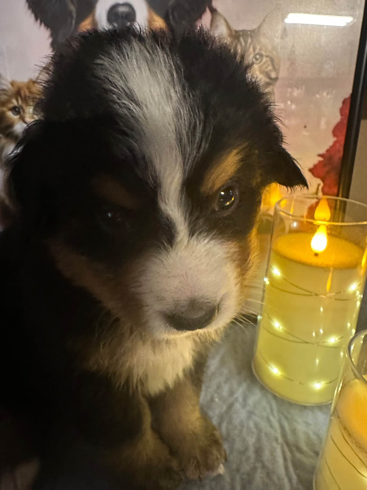 Bernese Mountain Dog Puppies breeder image 13
