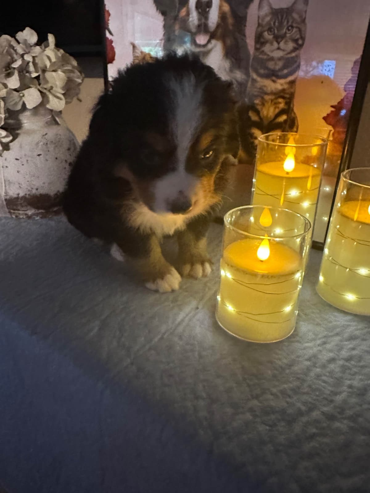 Bernese Mountain Dog Puppies breeder image 12