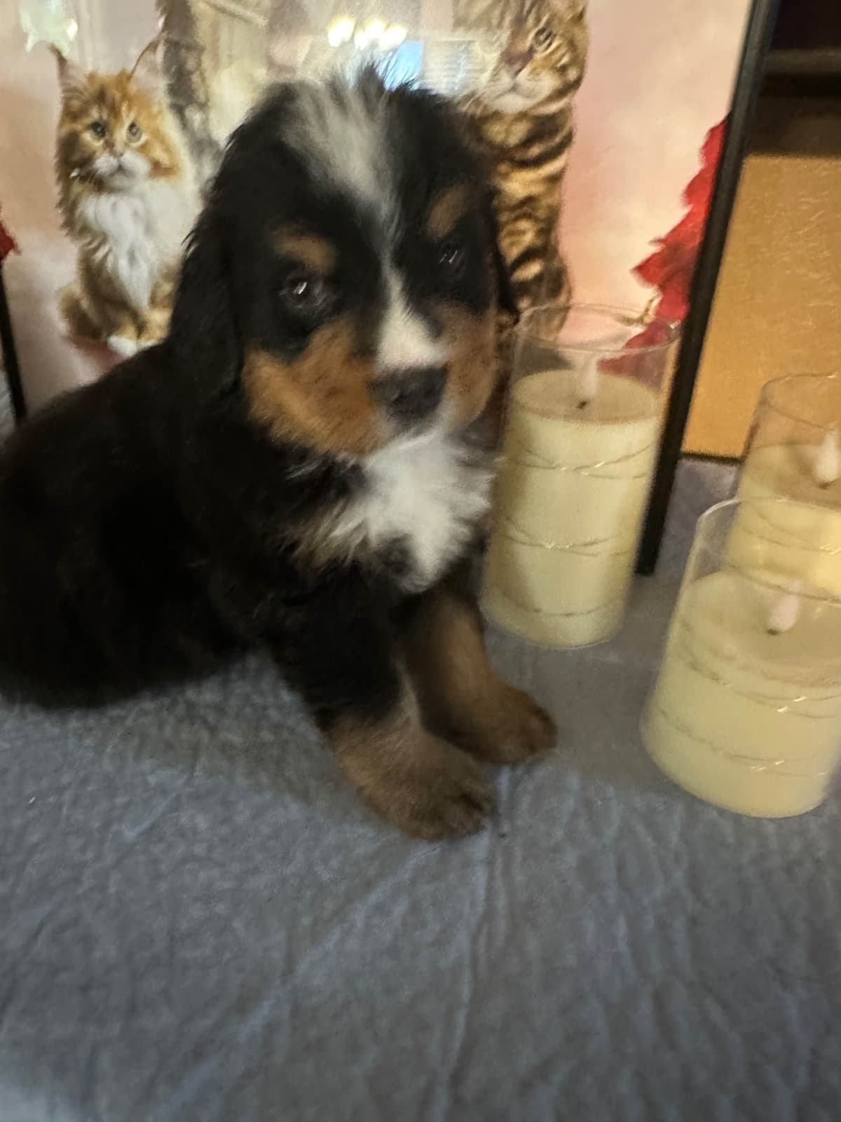 Bernese Mountain Dog Puppies breeder image 16