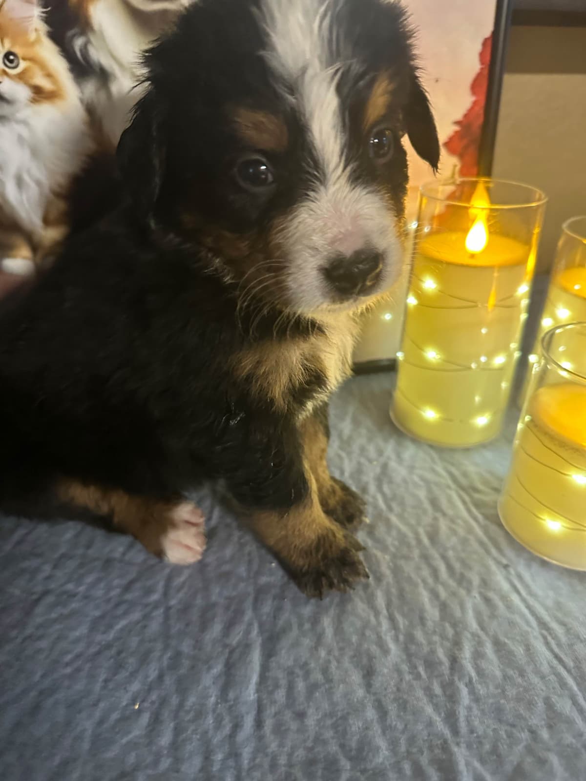 Bernese Mountain Dog Puppies breeder image 18