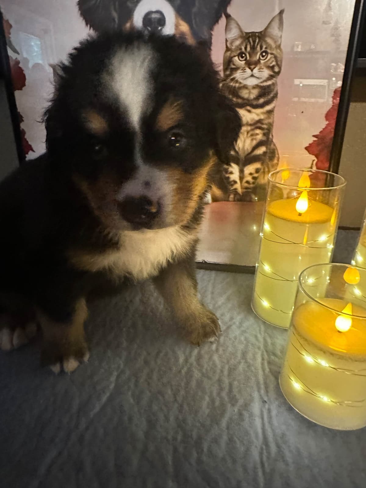 Bernese Mountain Dog Puppies breeder image 15