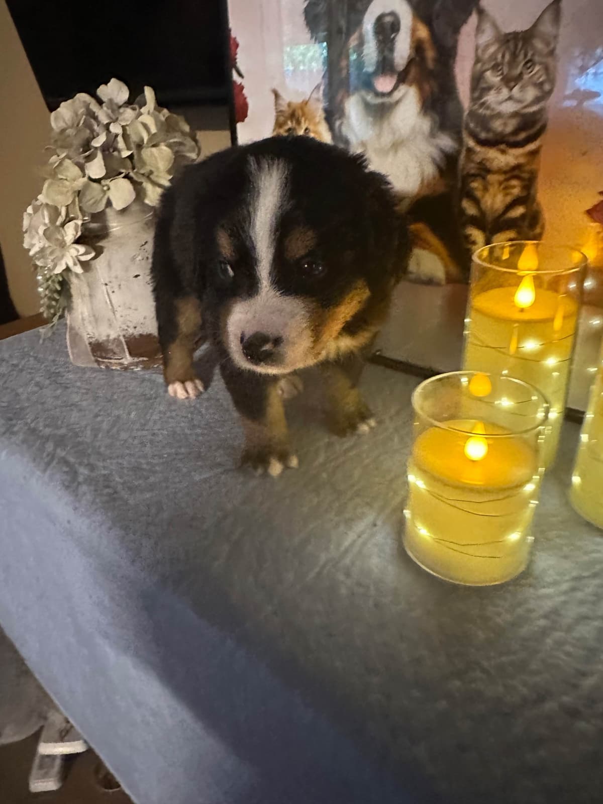 Bernese Mountain Dog Puppies breeder image 17