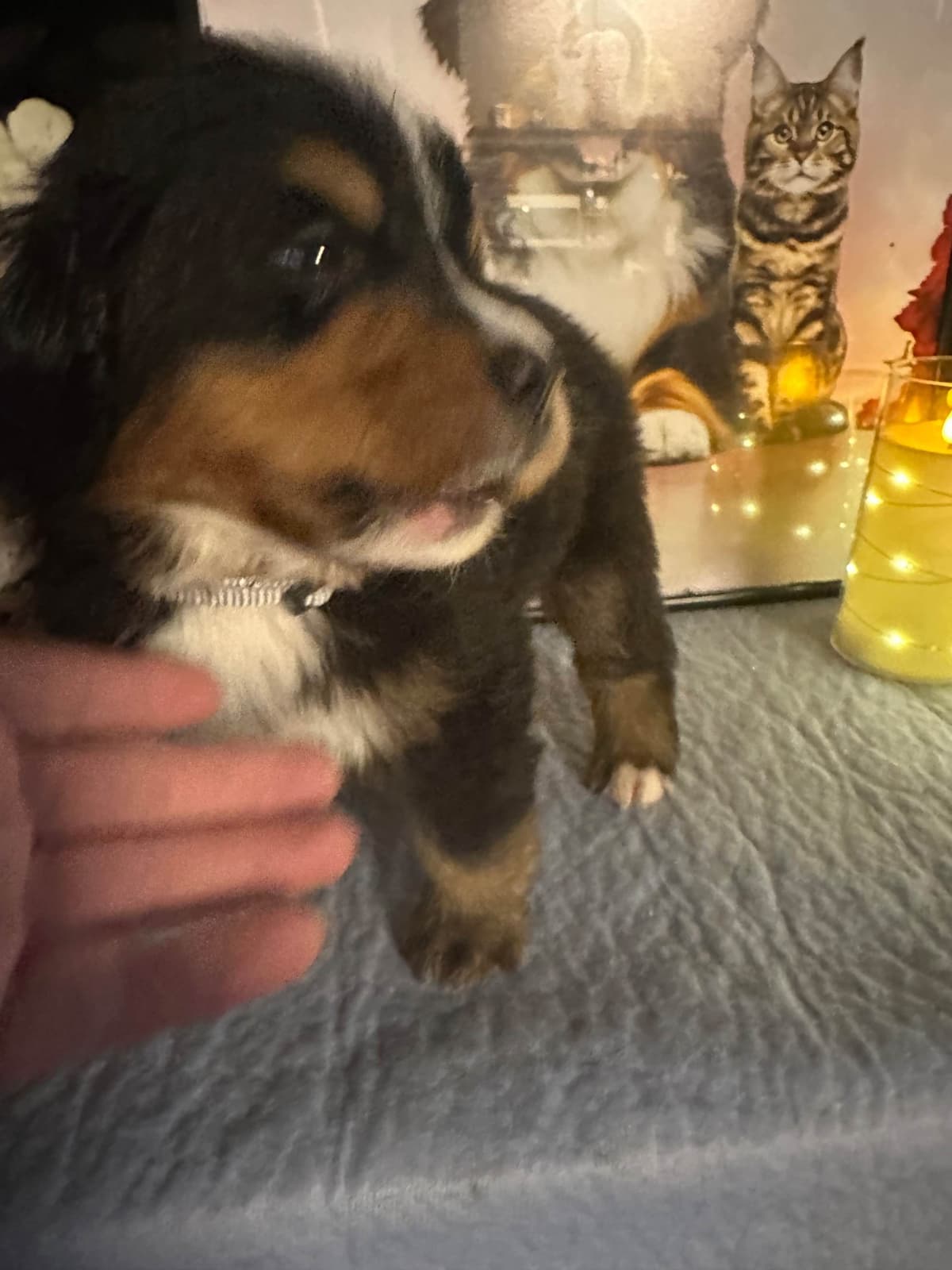 Bernese Mountain Dog Puppies breeder image 19