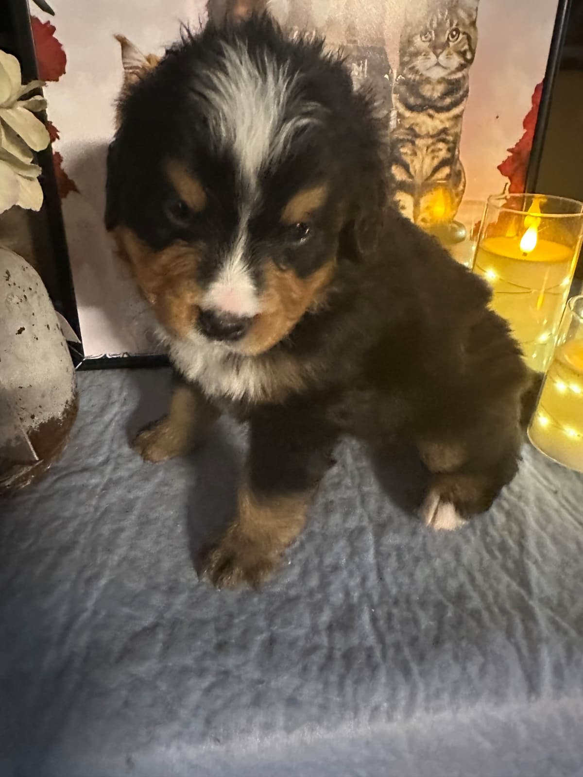 Bernese Mountain Dog Puppies breeder image 23