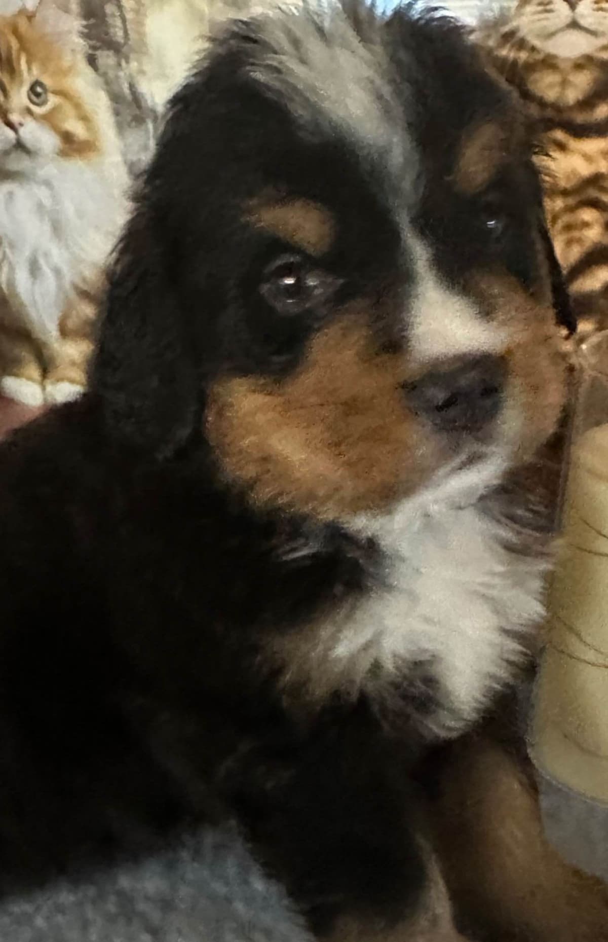Bernese Mountain Dog Puppies breeder image 20