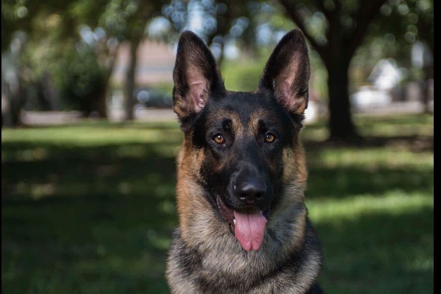 Norwegian Buhund Puppies breeder image 1