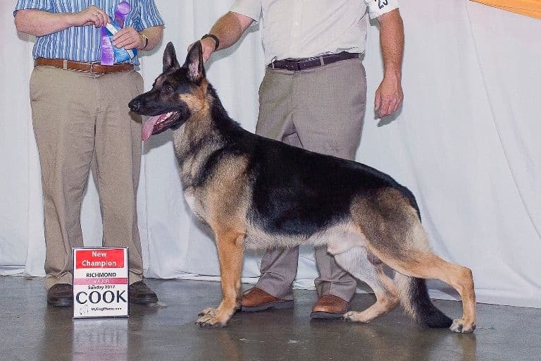 Norwegian Buhund Puppies breeder image 2