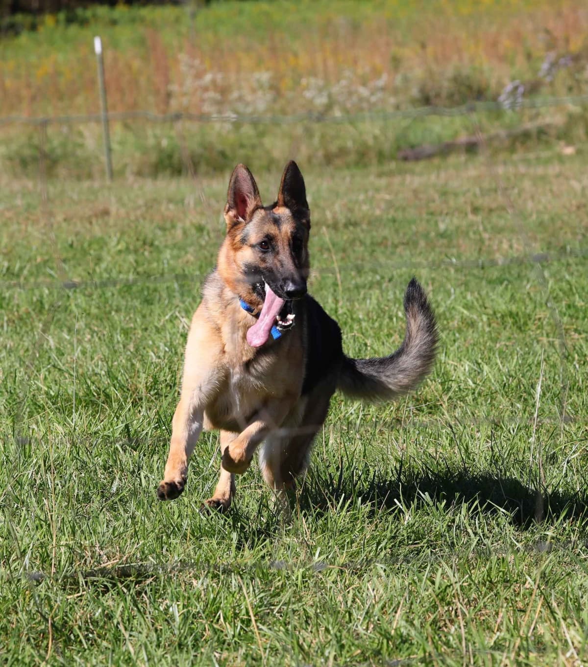 Norwegian Buhund Puppies breeder image 3