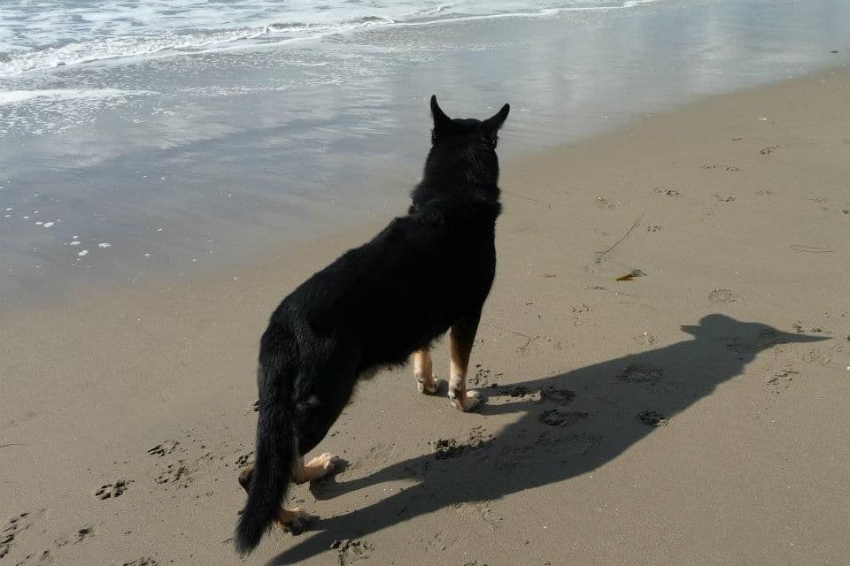 Norwegian Buhund Puppies breeder image 6