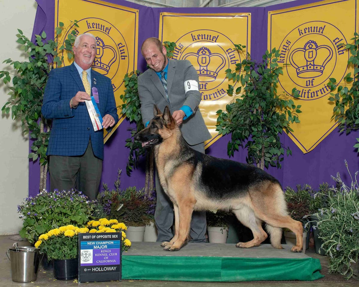 Norwegian Buhund Puppies breeder image 7