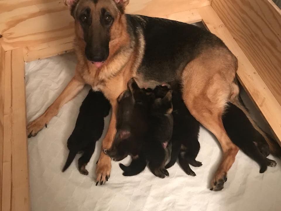 Norwegian Buhund Puppies breeder image 8