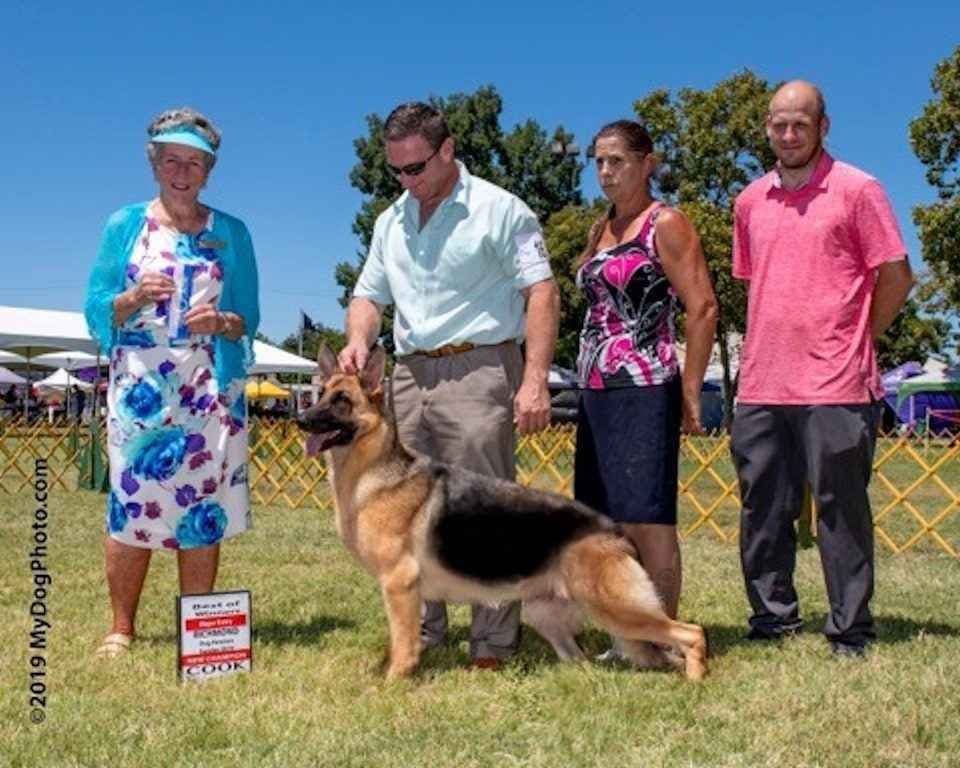 Norwegian Buhund Puppies breeder image 9