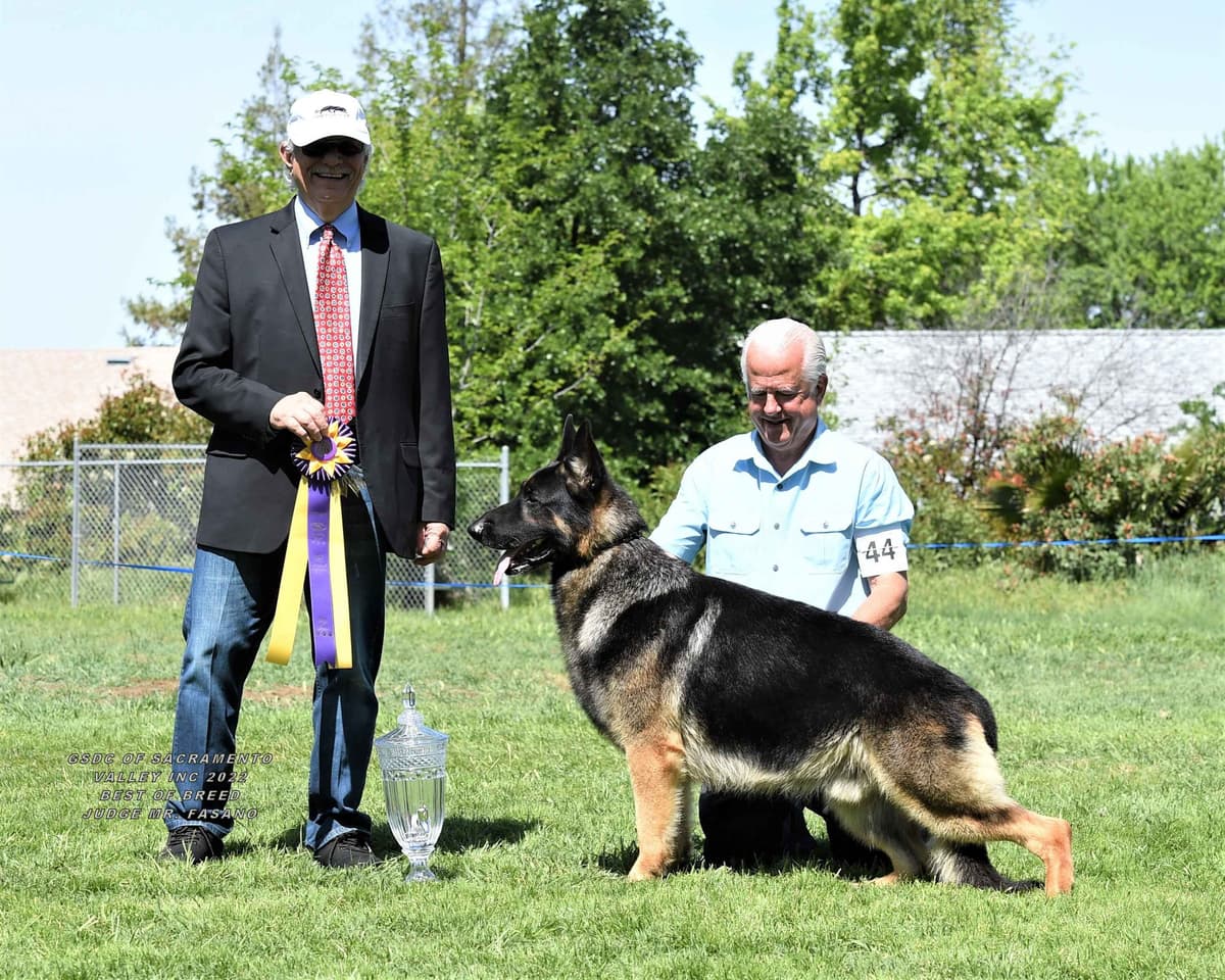 Norwegian Buhund Puppies breeder image 11