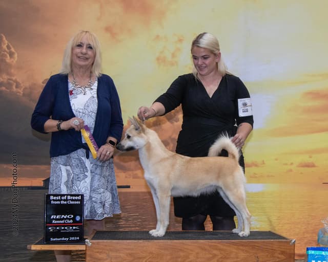 Norwegian Buhund Puppies media 2