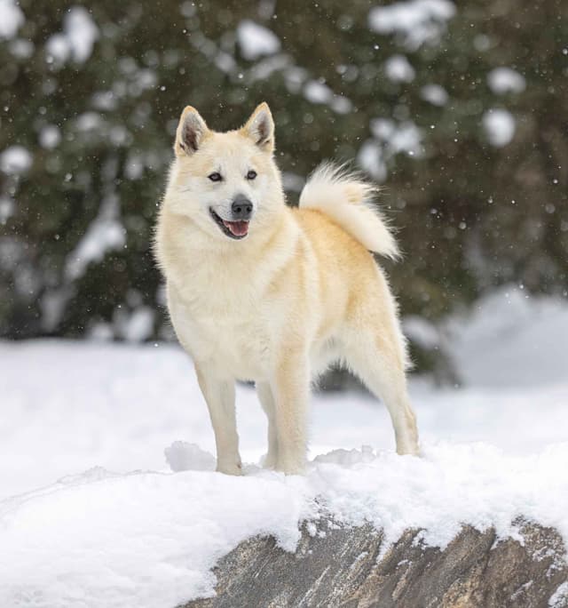 Norwegian Buhund Puppies media 3