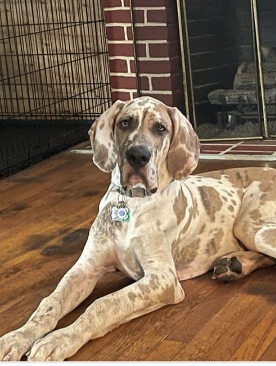 Great Dane Puppieson breeder image 1