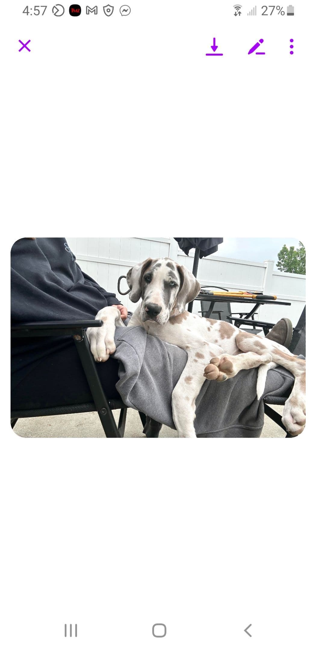 Great Dane Puppieson breeder image 2