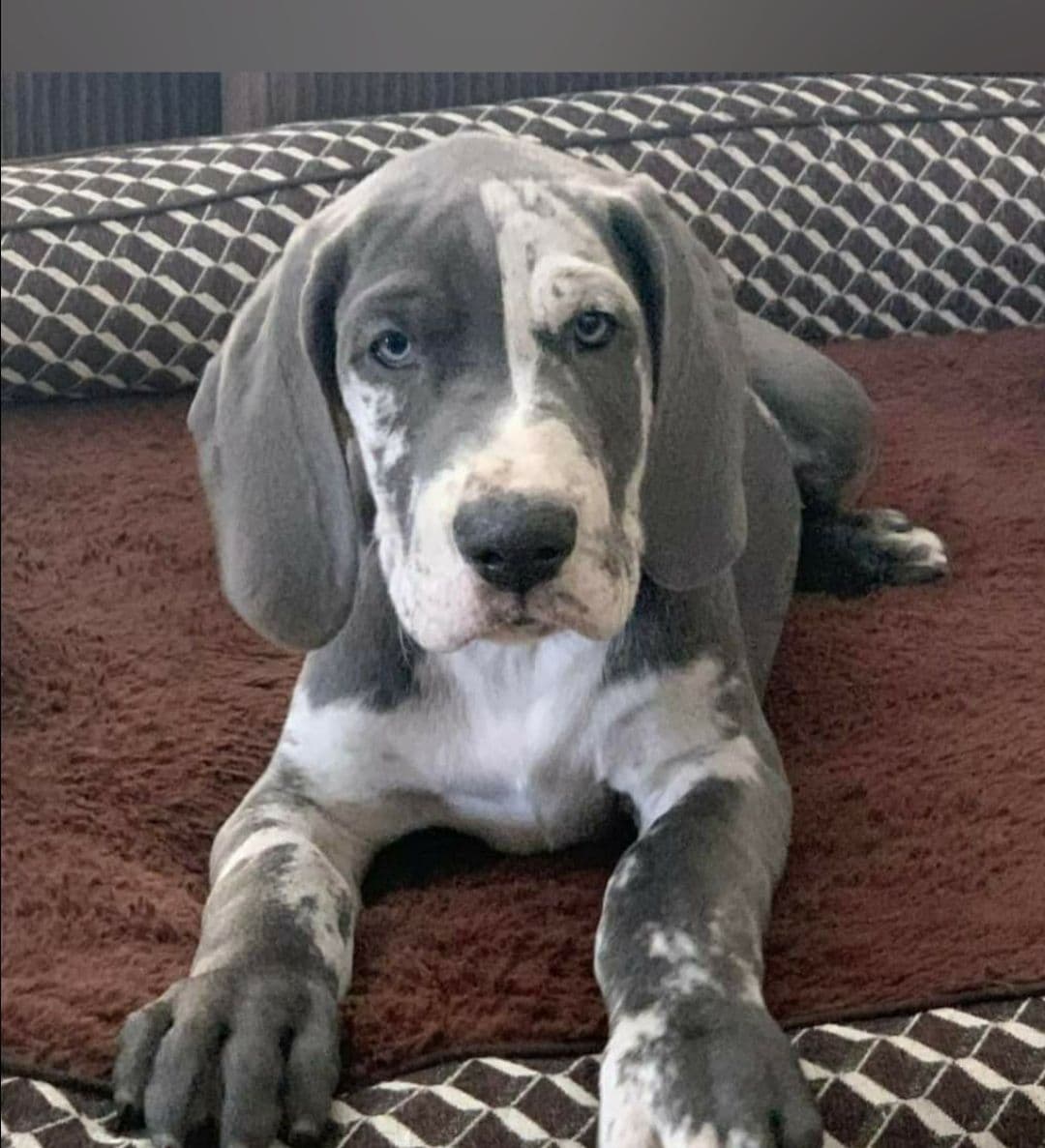 Great Dane Puppieson breeder image 3