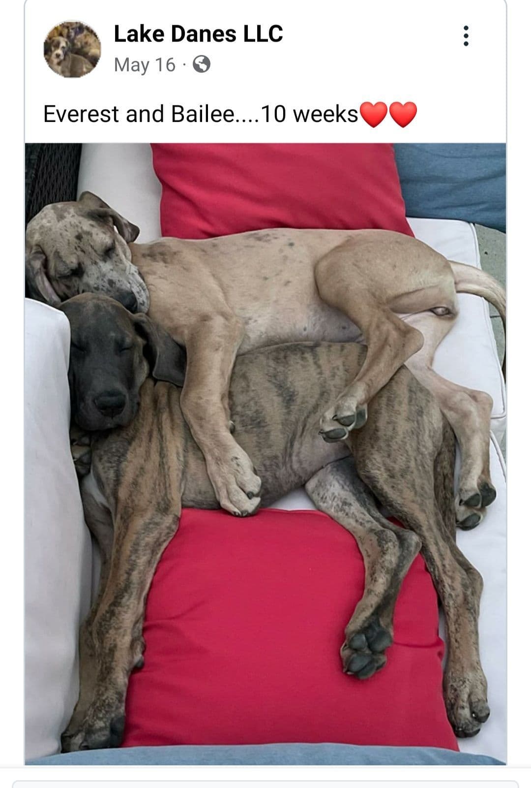 Great Dane Puppieson breeder image 4