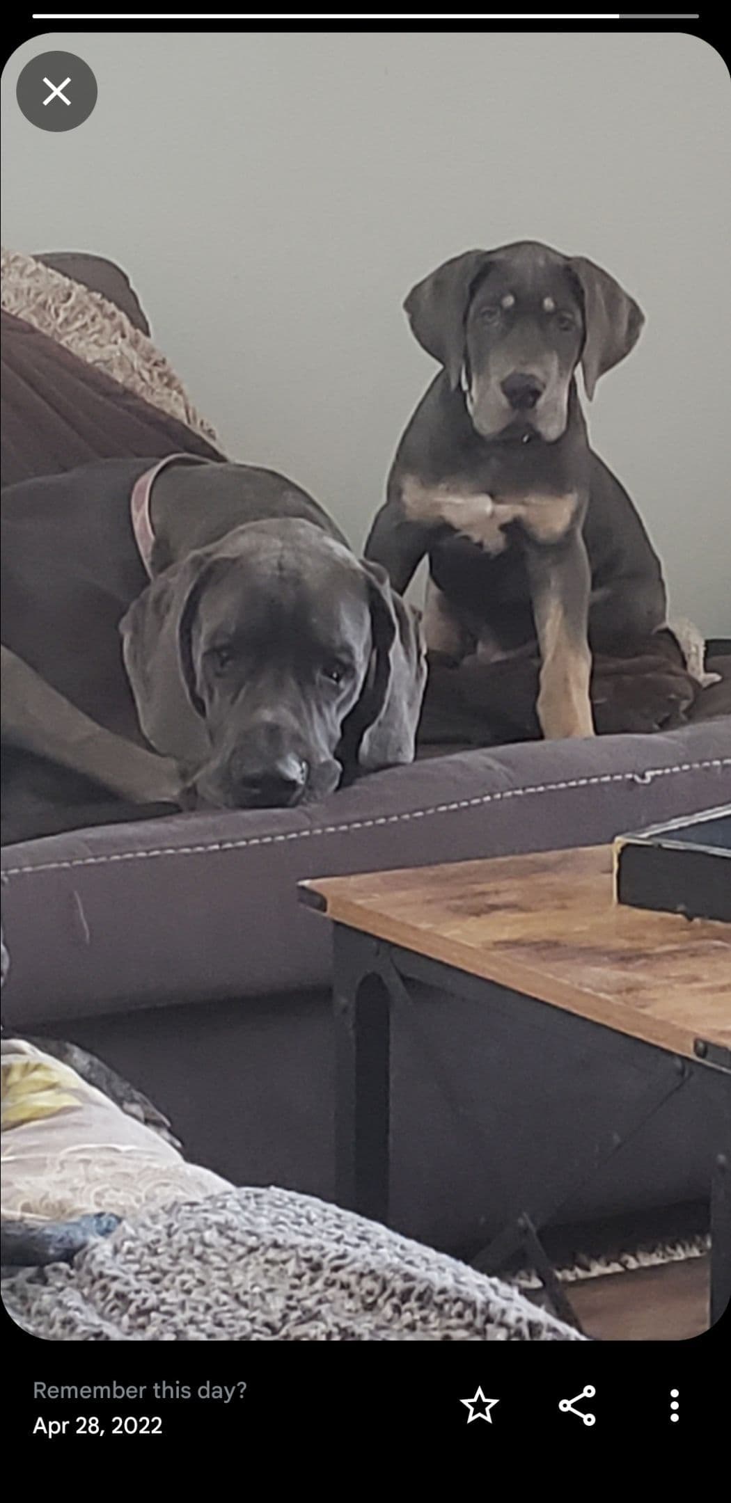 Great Dane Puppieson breeder image 5