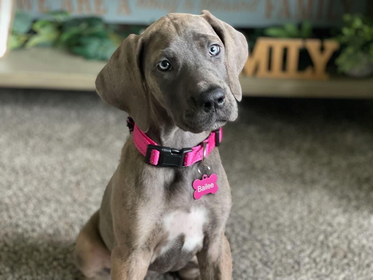 Great Dane Puppieson breeder image 6