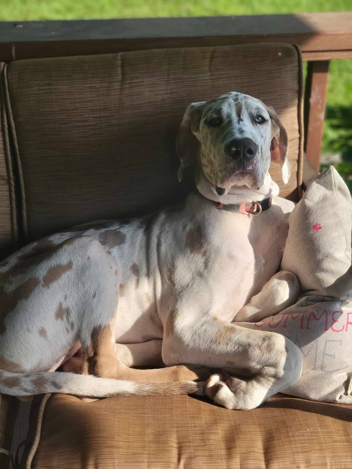 Great Dane Puppieson breeder image 7