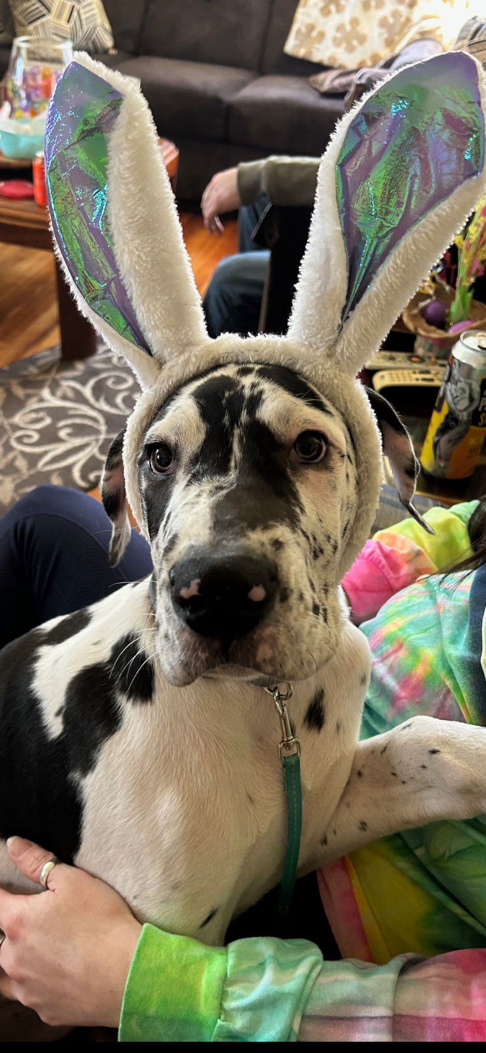 Great Dane Puppieson breeder image 8