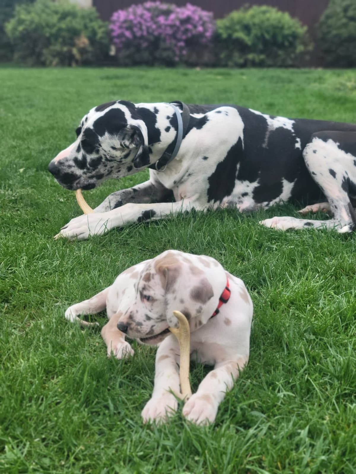 Great Dane Puppieson breeder image 9