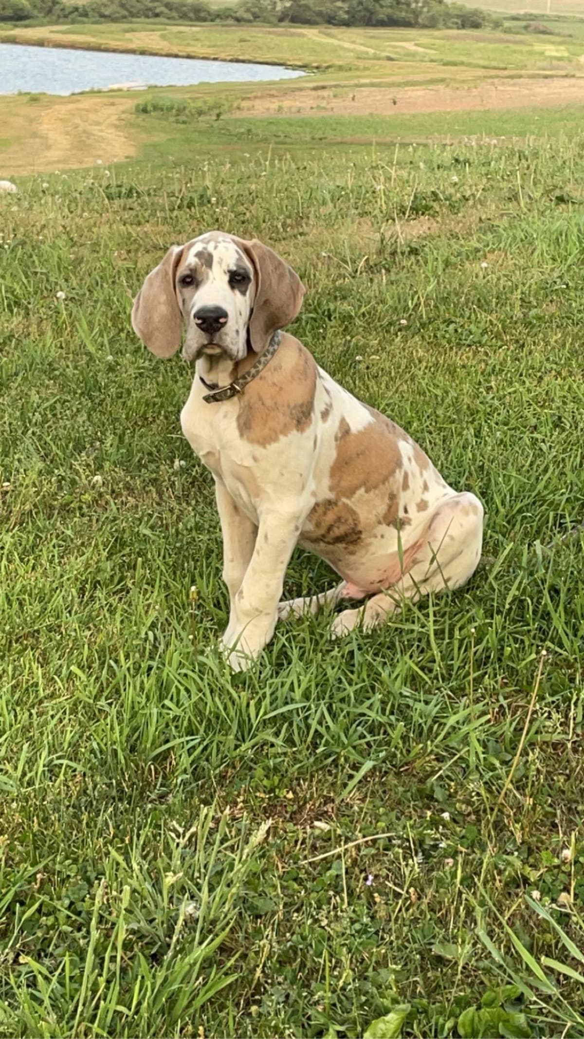 Great Dane Puppieson breeder image 10