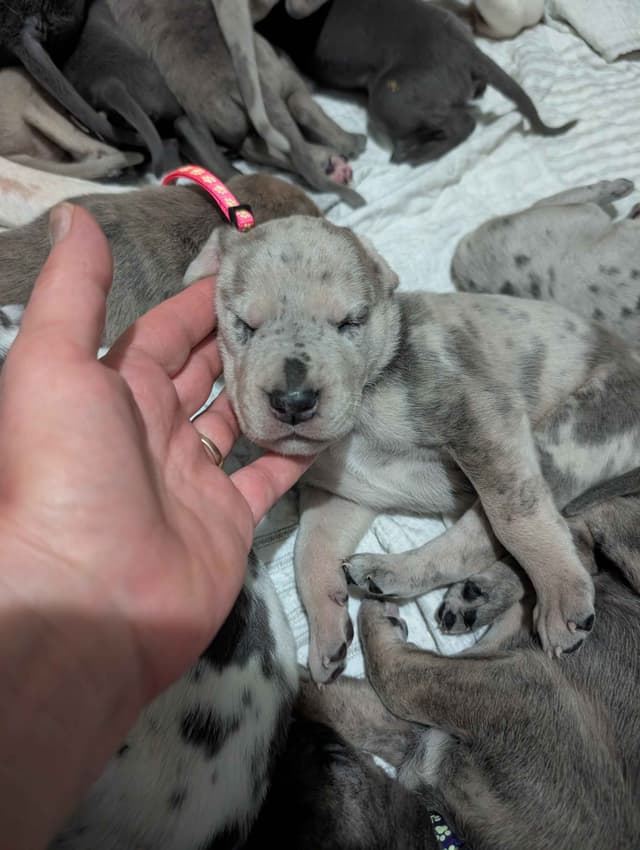 Great Dane Puppies media 2