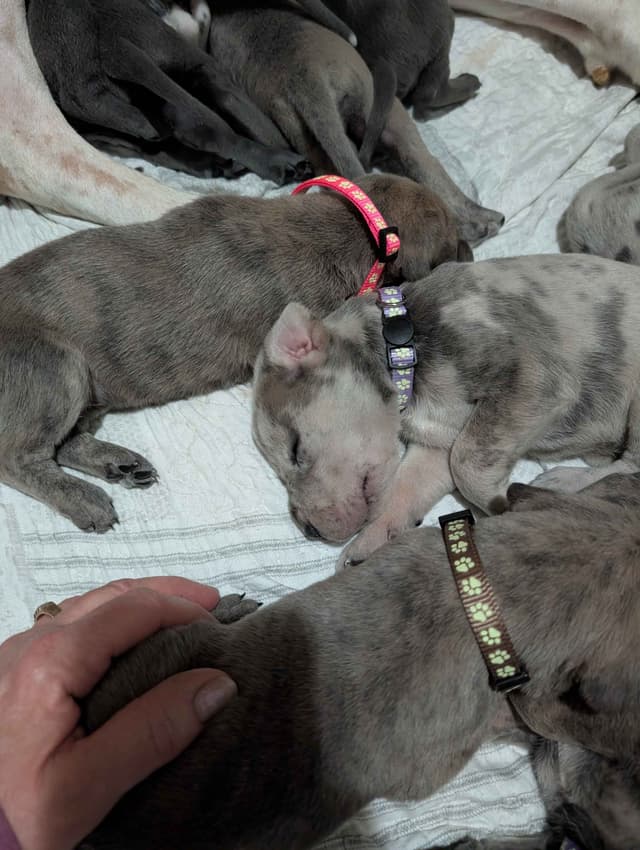 Great Dane Puppies media 3