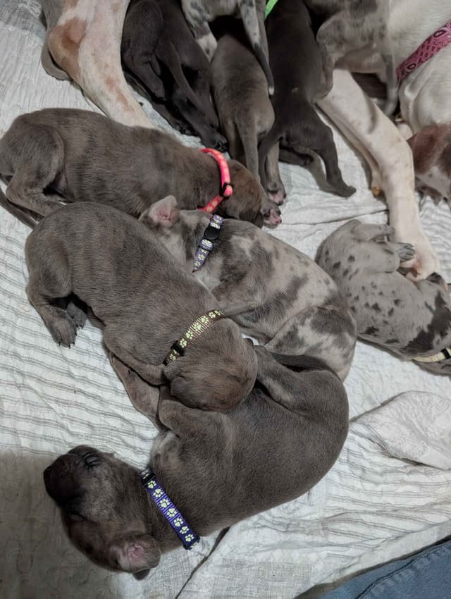 Great Dane Puppies media 5