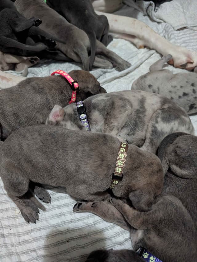 Great Dane Puppies media 6