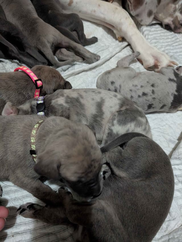 Great Dane Puppies media 7