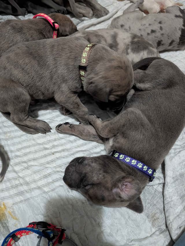 Great Dane Puppies media 8